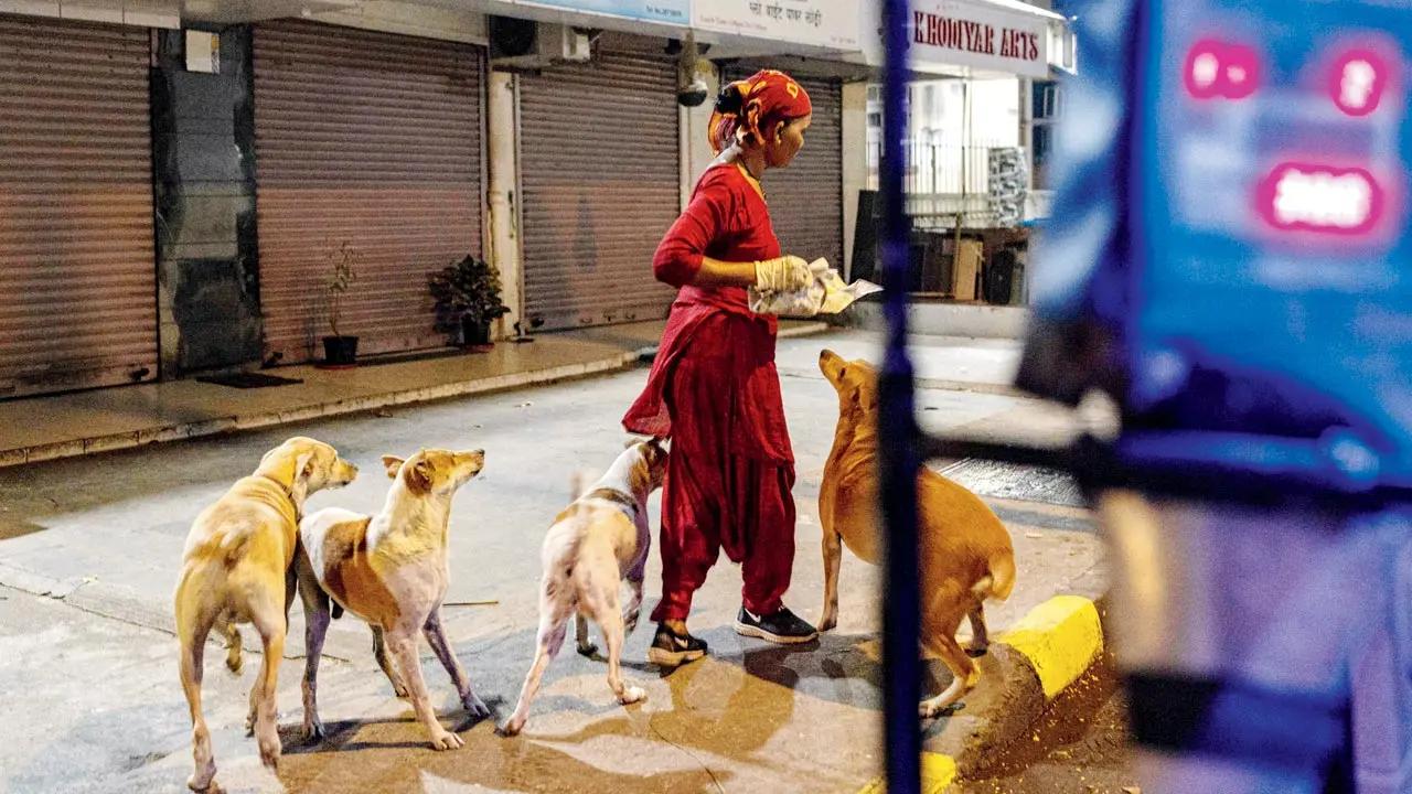 Malan Sonawane and her husband take out their rickshaw to go about feeding 300 dogs in Mumbai every day