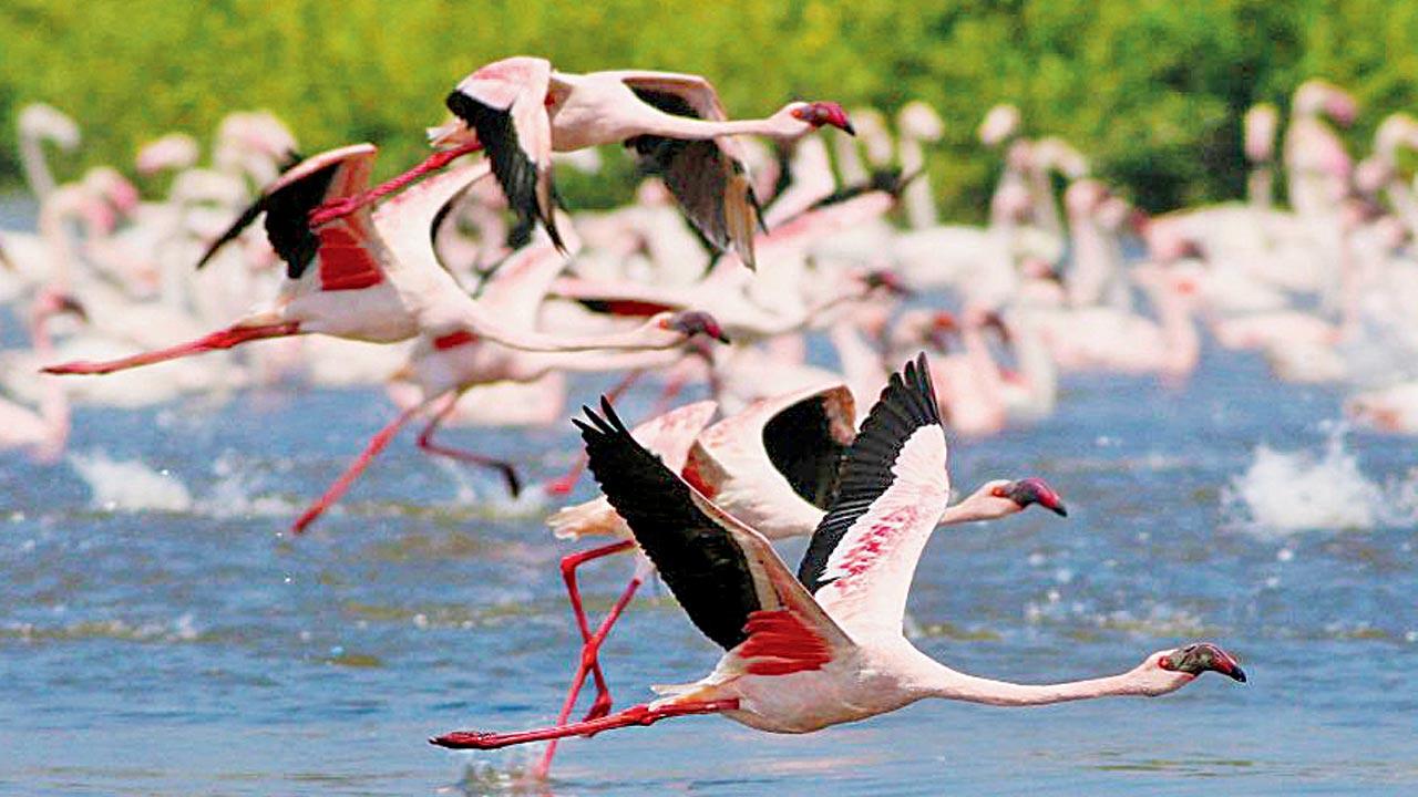 Pic courtesy/ natureexplorers.in