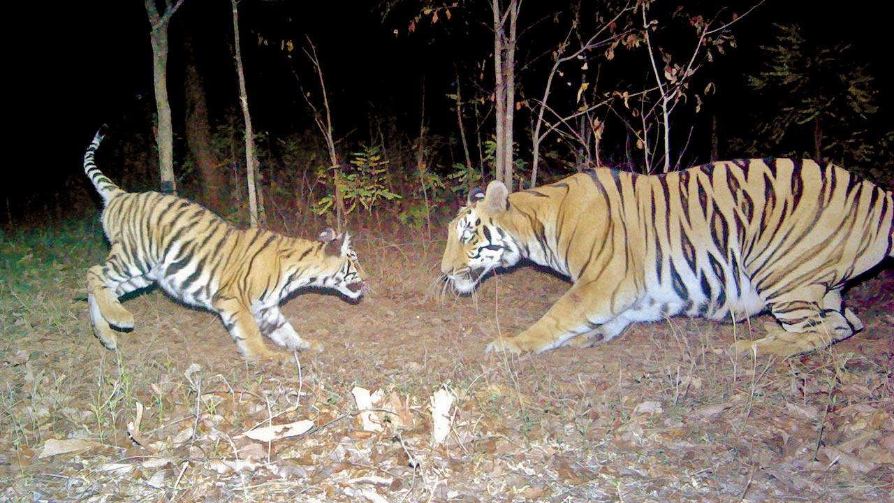 A tiger and its cub captured on a camera trap in a forest in Chandrapur district. Camera traps are installed in forests and tiger reserves to track the movements of the big cats and also help with the census every four years. In the 2022 census, a total of 3,080 tigers were captured in 32,588 camera traps all over India.  Pic Courtesy/Anish Andheria