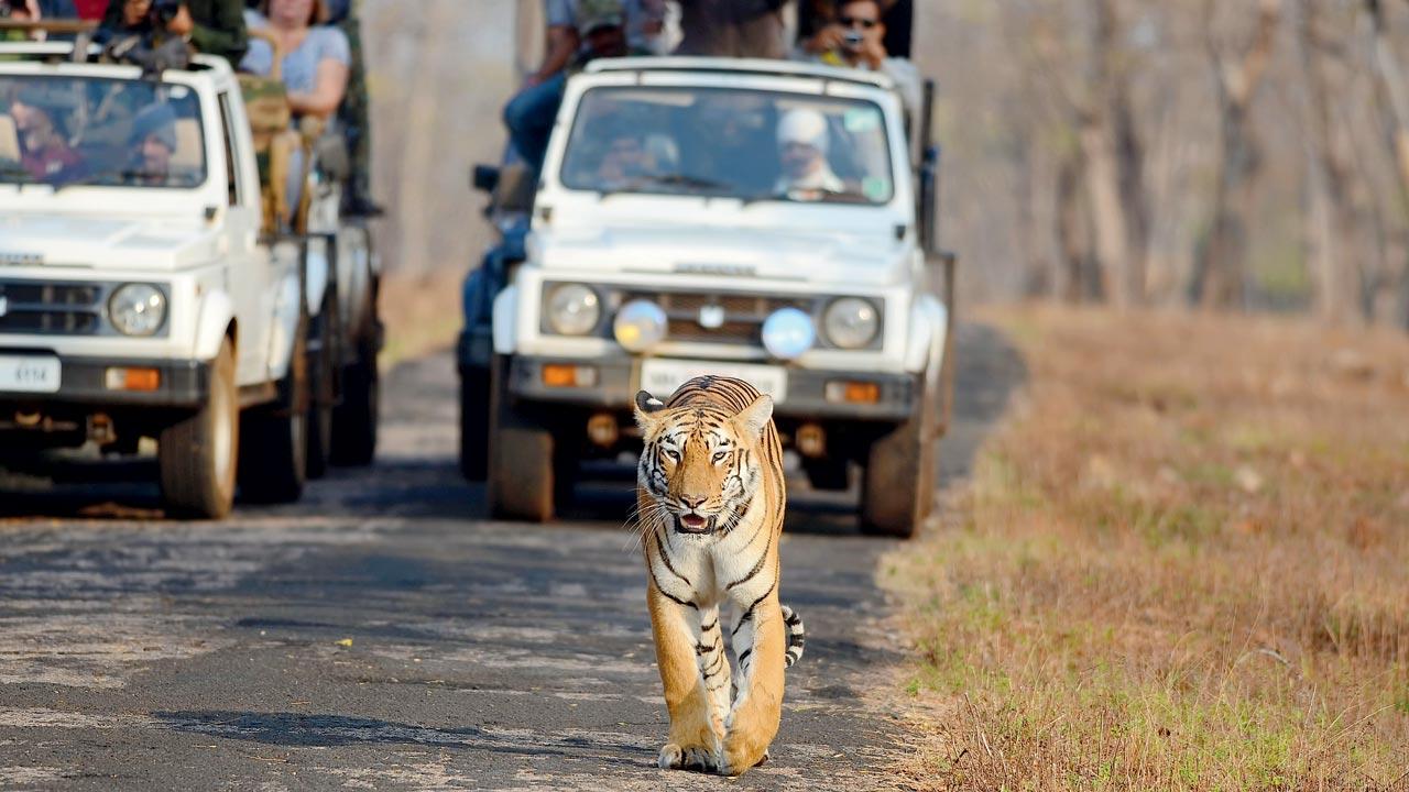 A tigress stalks through the Tadoba-Andhari Tiger Reserve, as tourists follow. Pic/Getty Images