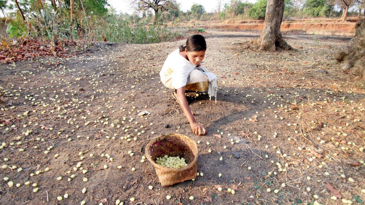 Villagers burn the undergrowth in forests twice a year so that the ground remains dark, making it easier to spot mohua flowers, which are collected and sold, or used for processing liquor. More often than not, the fire spreads to other areas, damaging the tigers’ natural habitat and giving rise to human wildlife conflict. Pic/Getty Images