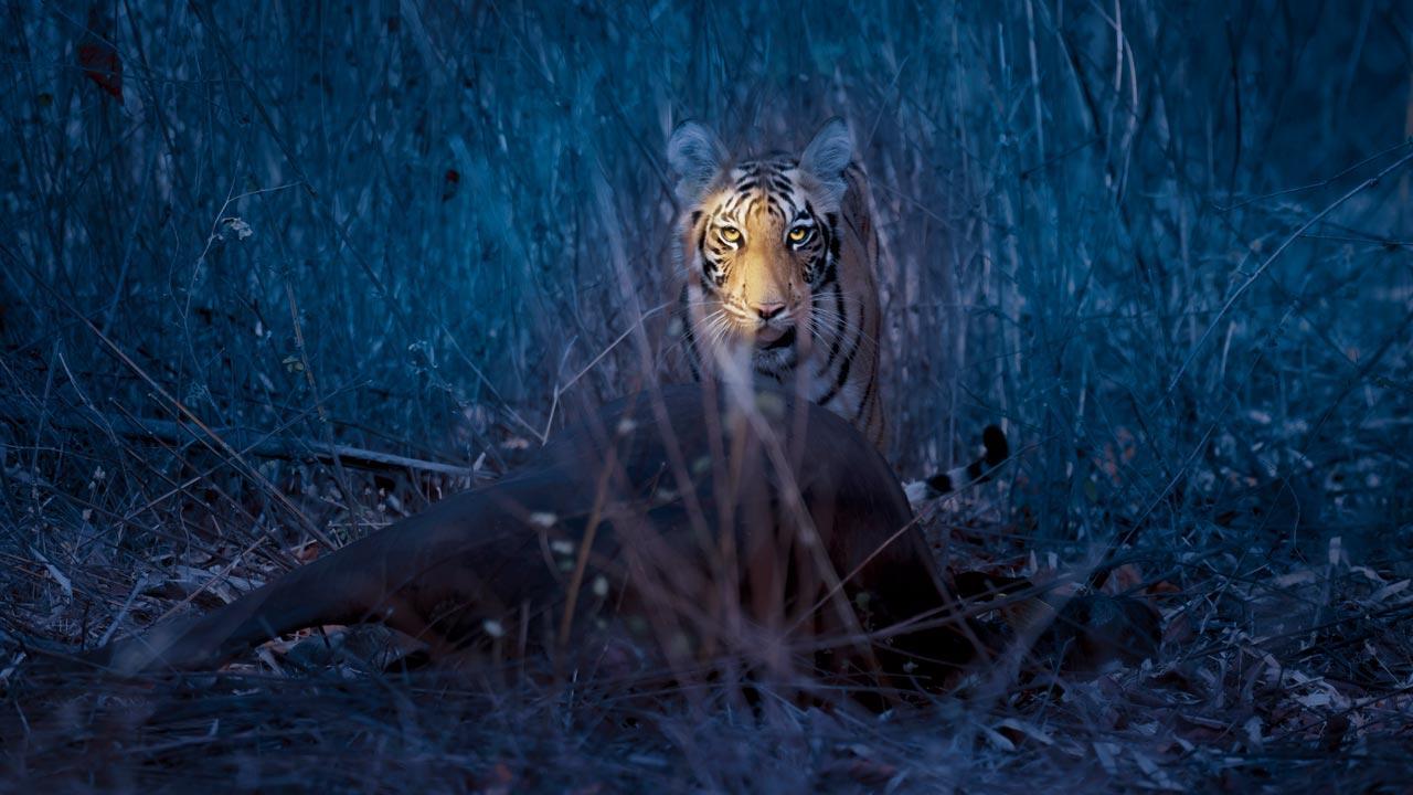  Tiger-human conflict: Why are man-animal conflicts on the rise in India?