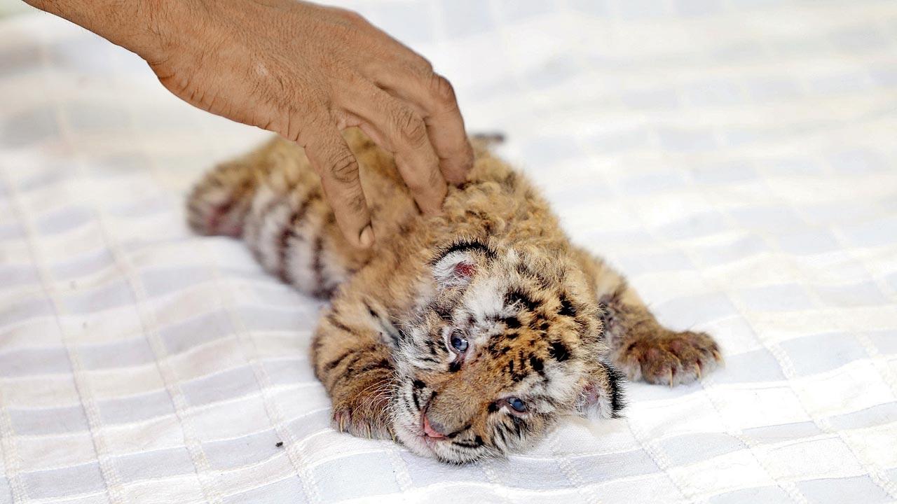 The cub’s temperature is being monitored closely. Representation pic