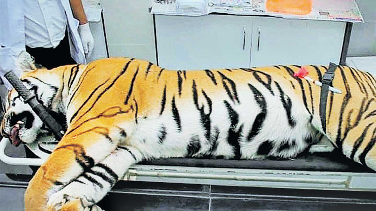 T1, the tigress Avni who was suspected of killing 13 humans in Pandharkawda in 2018