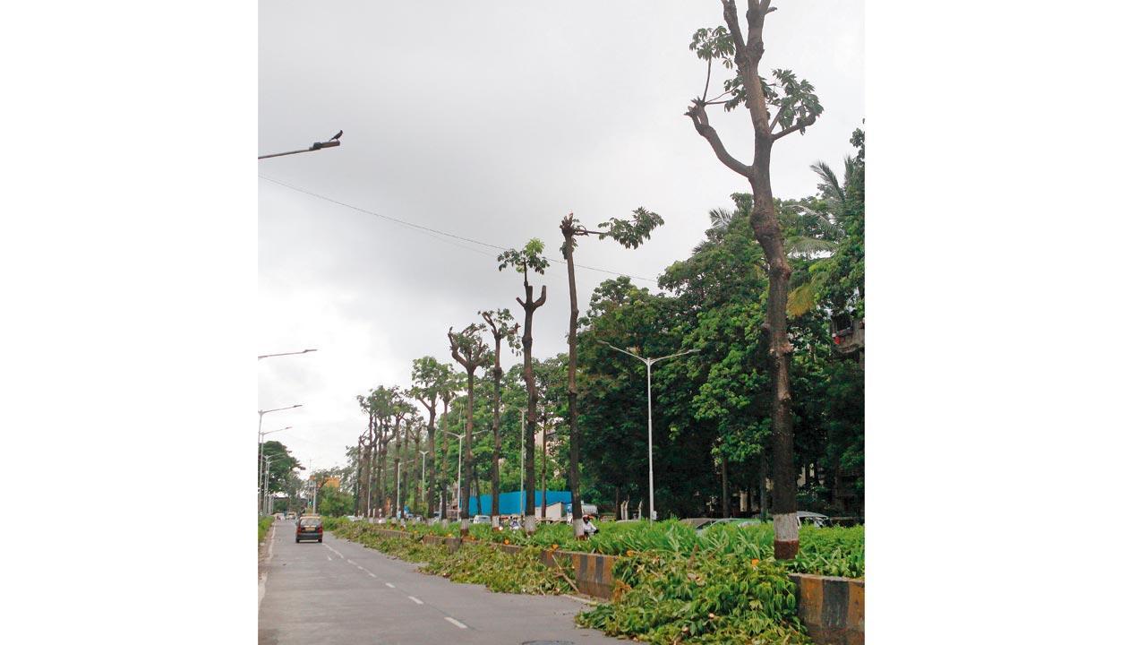 Mumbai: 24,000 trees pruned so far, 61,000 in line