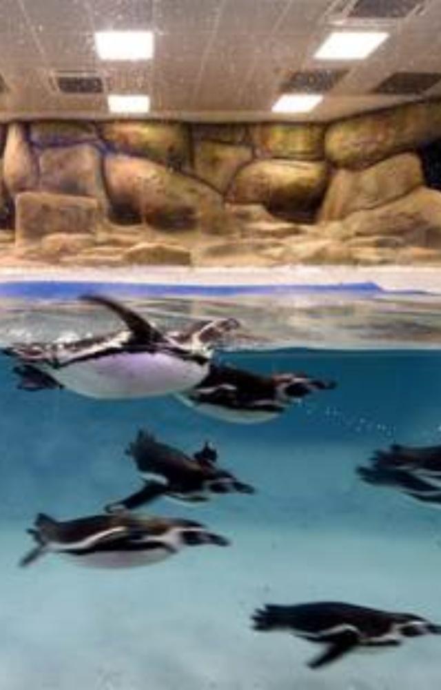 Visit Byculla zoo this World Penguin Day