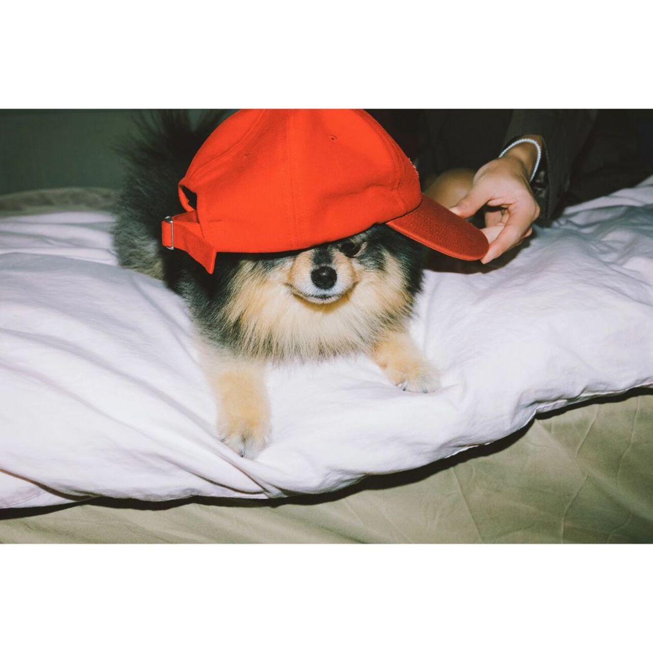 Yeontan, Taehyung's pet dog is undoubtedly the greatest love of his life. Over the years, ARMY has joined V in watching Tannie grow up from a cute, frolicking puppy into a grown dog. Yeontan features as an integral element of the album, and his photo is also part of the official cover