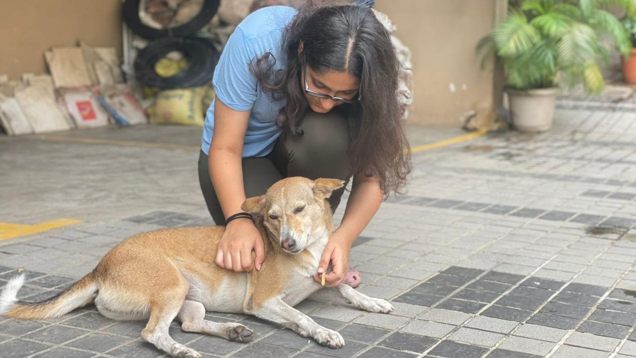Mumbai teenager uses art to raise awareness about the well-being of stray dogs