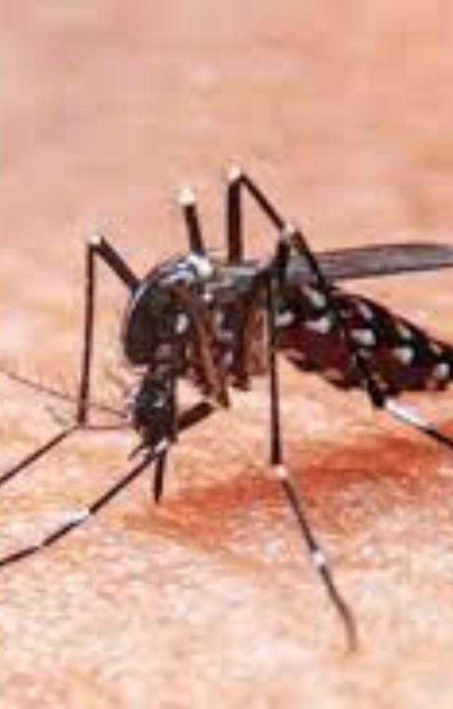 Mumbai logs 24 Chikungunya cases in July