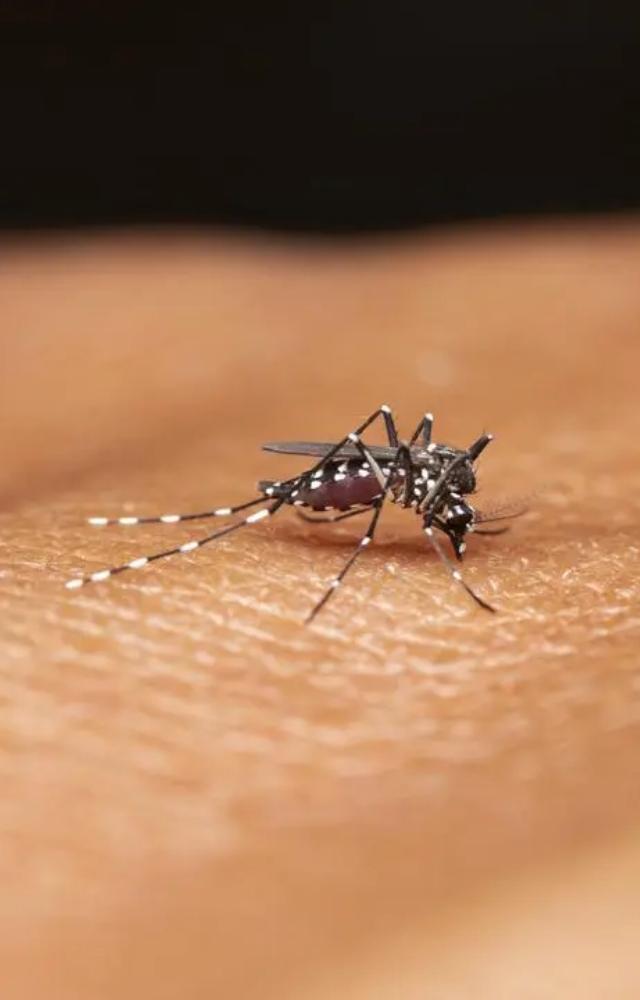 July saw an increase in Chikungunya cases in Mumbai compared to the previous month