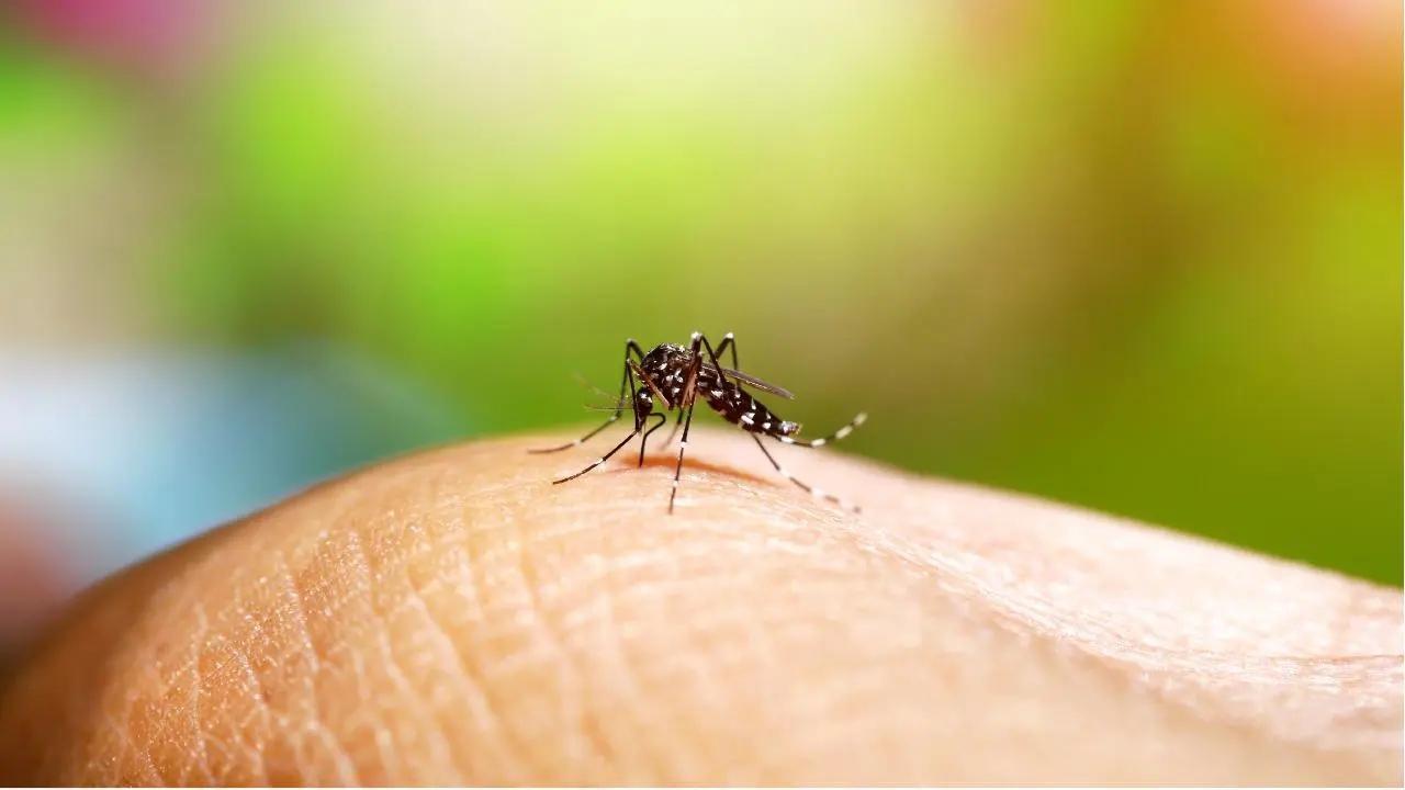 Mumbai records 462 malaria, 317 dengue cases in two weeks
