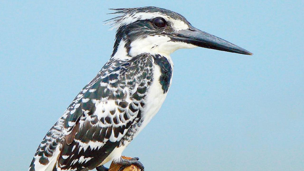 Pied kingfisher. Pic Courtesy/Albin Jacob