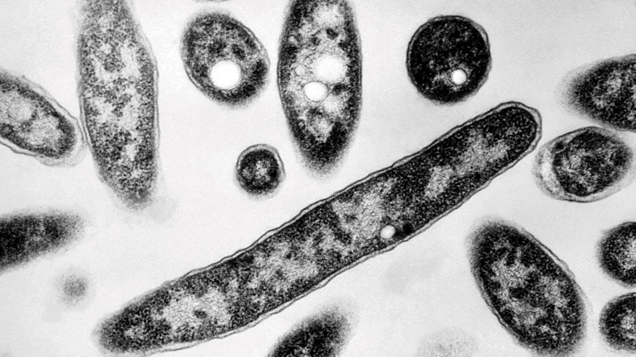 Death toll from Legionnaires’ disease in Poland up to 16