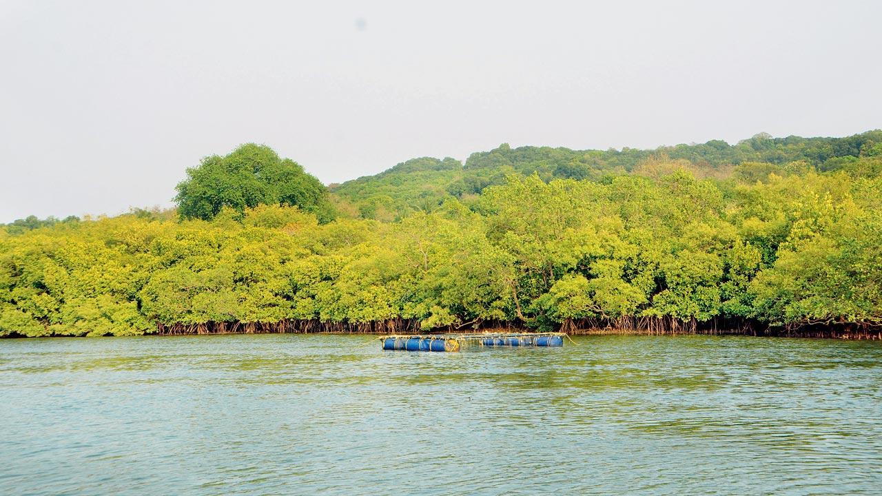 Mumbai: Environmentalists flay ‘dilution’ of CRZ norms under new plan