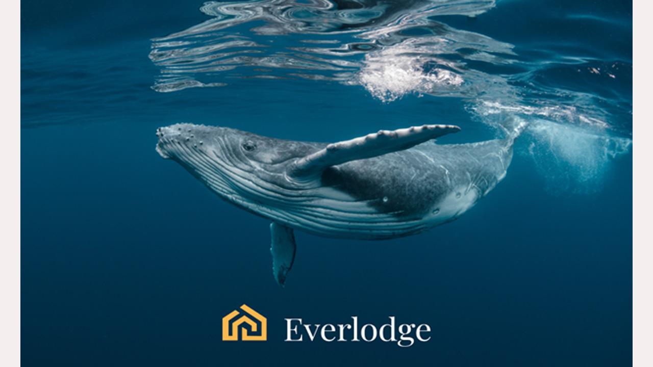 The Top DeFi Picks for This Month: Chainlink (LINK), Aave (AAVE) and Everlodge (ELDG)