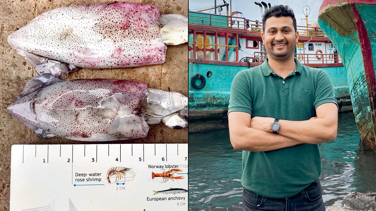Squids being measured to check if they fall under the minimum legal size set by authorities. Pic Courtesy/INSTAGRAM