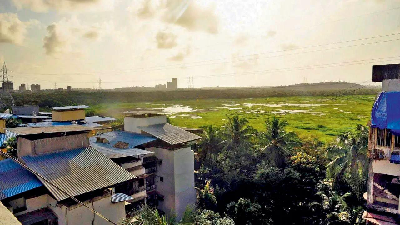 Green light for Goregaon Creek bridge: MCZMA grants crucial clearance