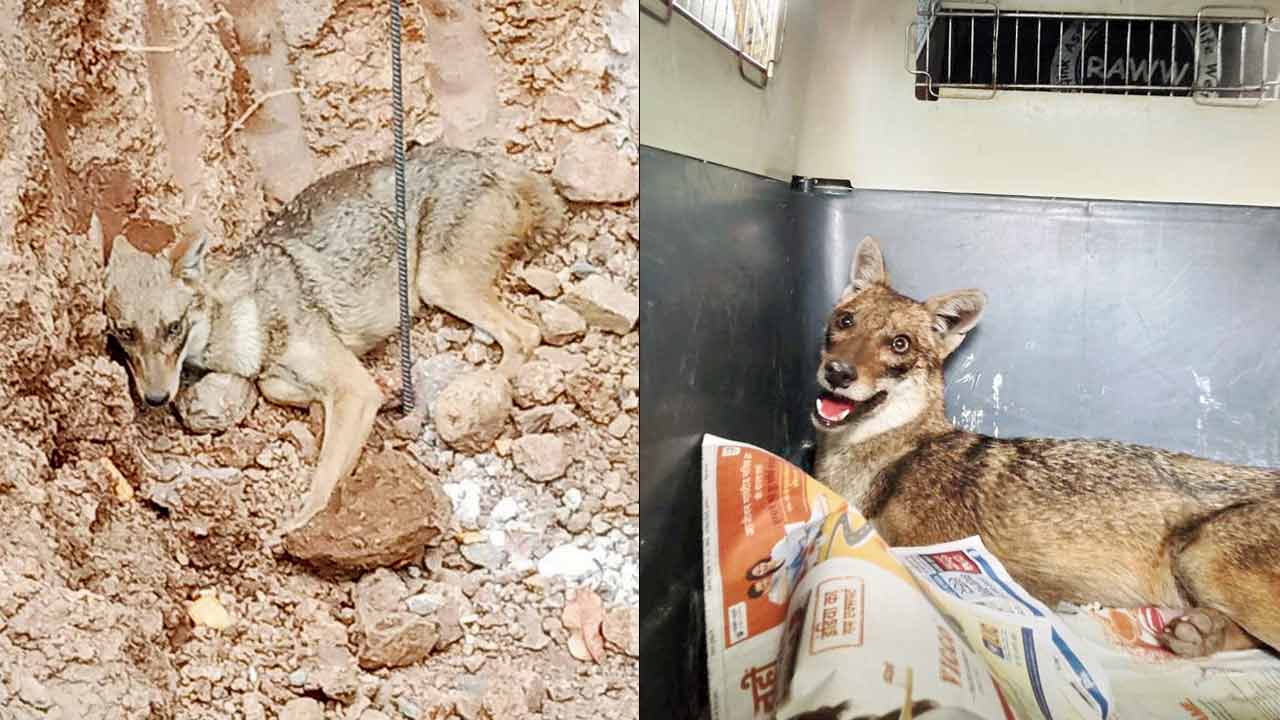 The golden jackal at the construction site in Thane in March (Right) the animal after being rescued. Pics/RAWW