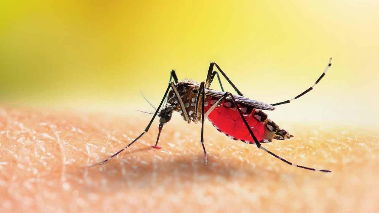Mumbai grappling with malaria, dengue and gastro cases