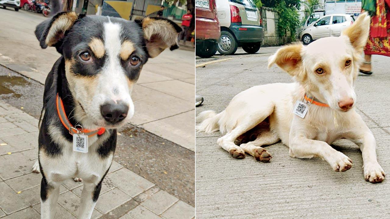 Mumbai’s street dogs to get QR code collars