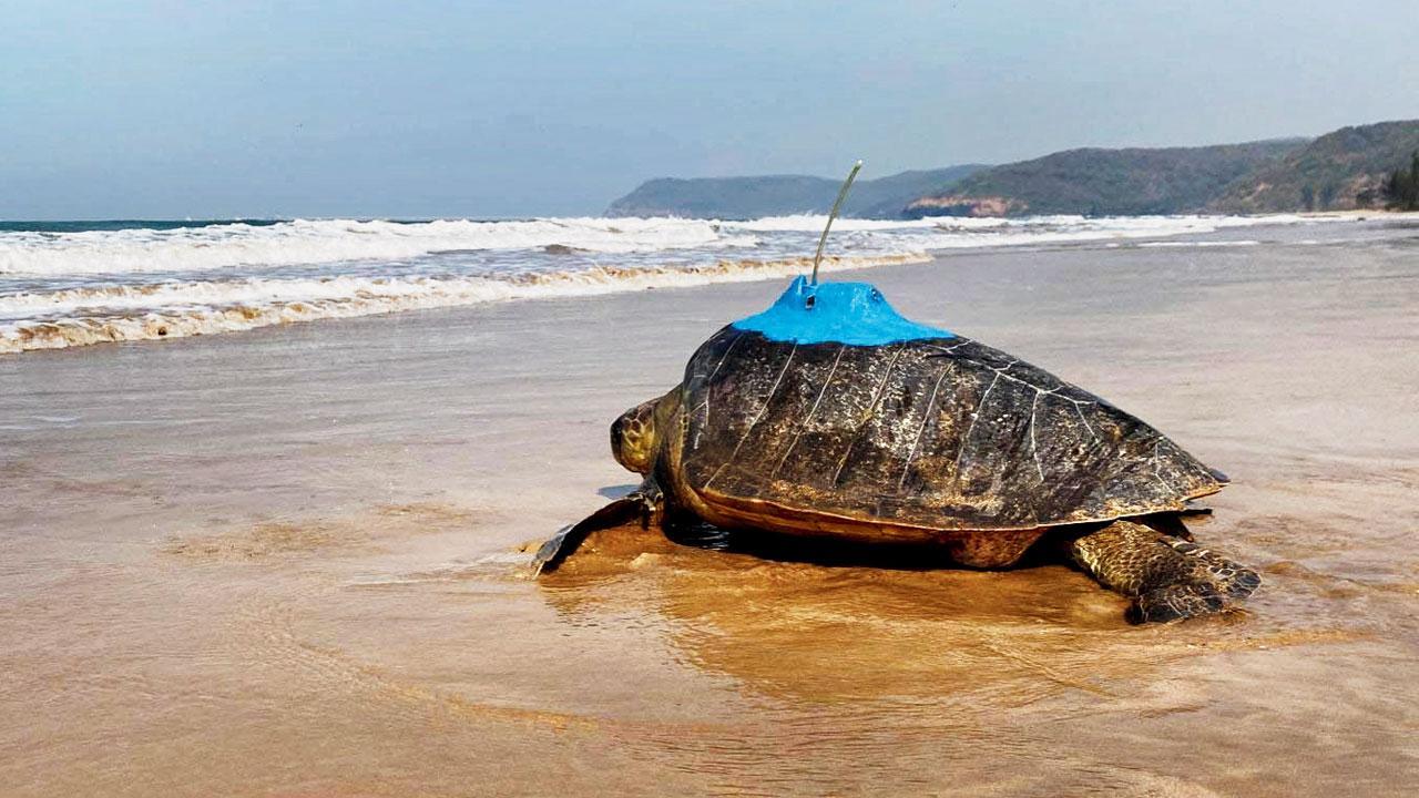 Bageshri holidaying with Odisha olive ridleys off Sri Lanka coast