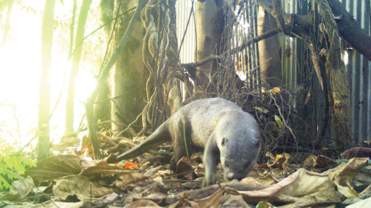 Mumbai: New study exposes impact of pet trade on otters