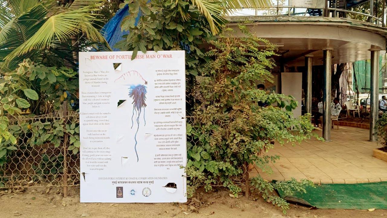 Banners at Girgaon Chowpatty alert visitors of the presence of Portuguese man o’ war