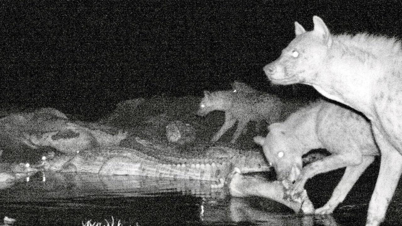 A grab of footage from the camera set up by the researchers