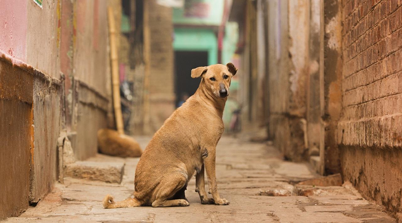Mumbai: Two men caught on camera torturing stray dogs in Jogeshwari