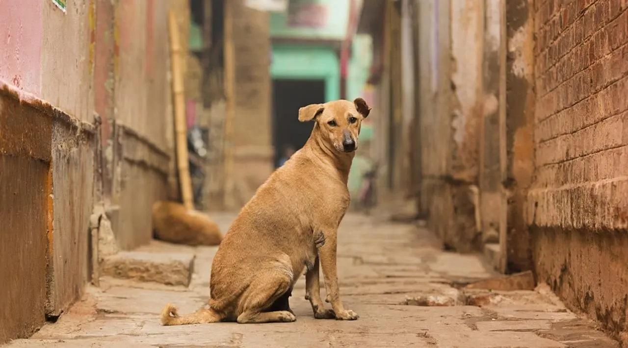 International Dog Day 2023: How this Mumbai NGO is taking care of stray animals
