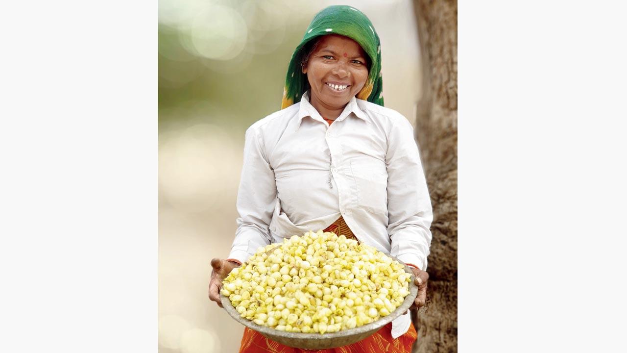 A woman from Rathva tribe of south  Gujarat holds a basket of fresh  mahua flowers
