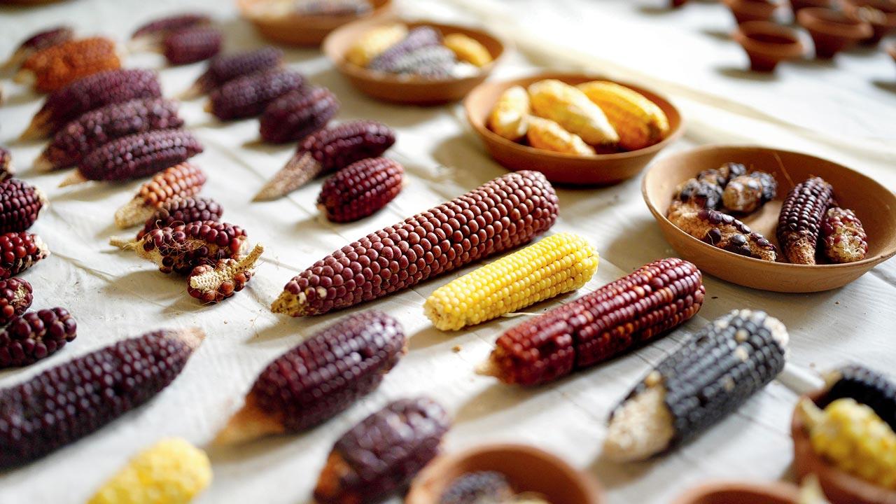A collection of wild corn