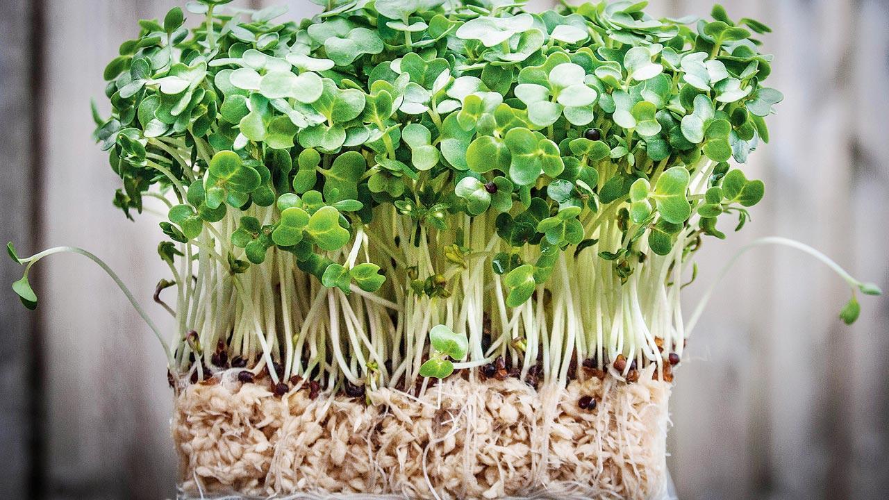 Everything you need to know about  watercress, the healthiest vegetable on Earth