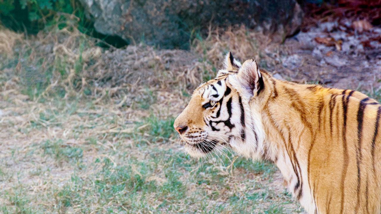 Report blames genetic ailments for deaths of 2 tiger cubs at Bengal Safari Park
