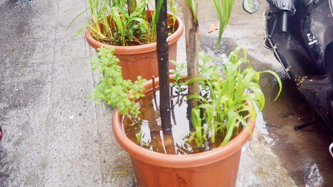 Citizens, too, can keep mosquito population down
