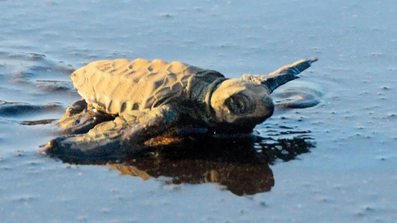 Sri Lanka: Dead turtles found on shoreline after suspected underwater explosion