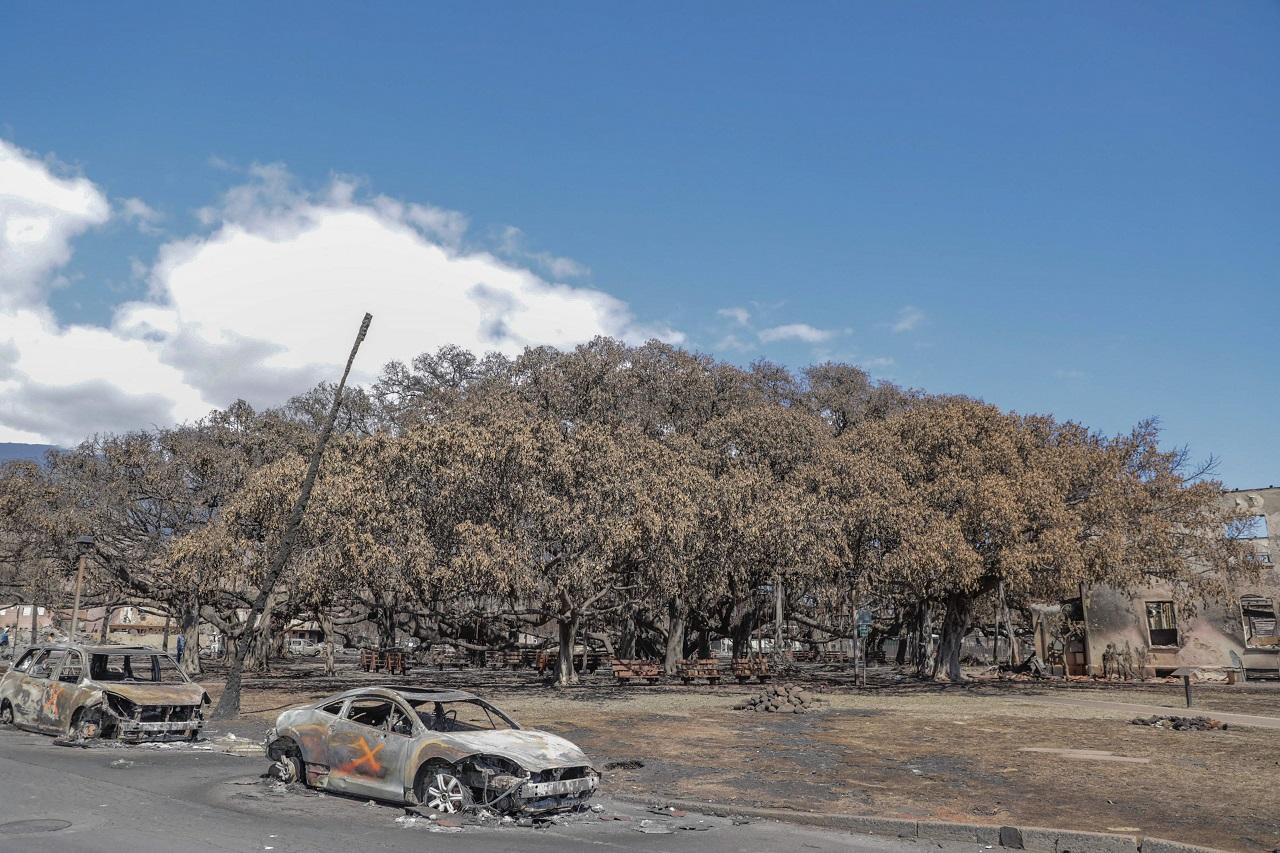 Speaking to CNN, Green said that all those deaths occurred in the open and not in buildings, 