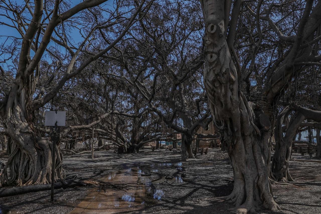 Hawaii's Governor ordered a comprehensive review of the state's actions in the hours after the wildfires erupted on the islands, earlier this week, including why warning sirens were not utilised to alert people on Maui