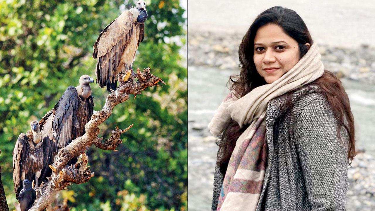 Vultures in Raigad, 2021. Pic Courtesy/Yogesh Gurav; (right) Rinkita Gurav