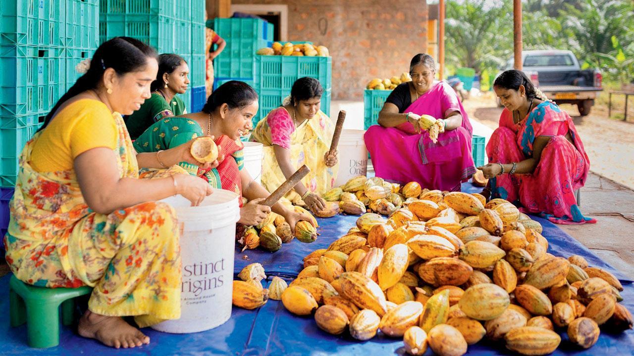 Here's how progressive farmers are harvesting cacao at farms in West Godavari