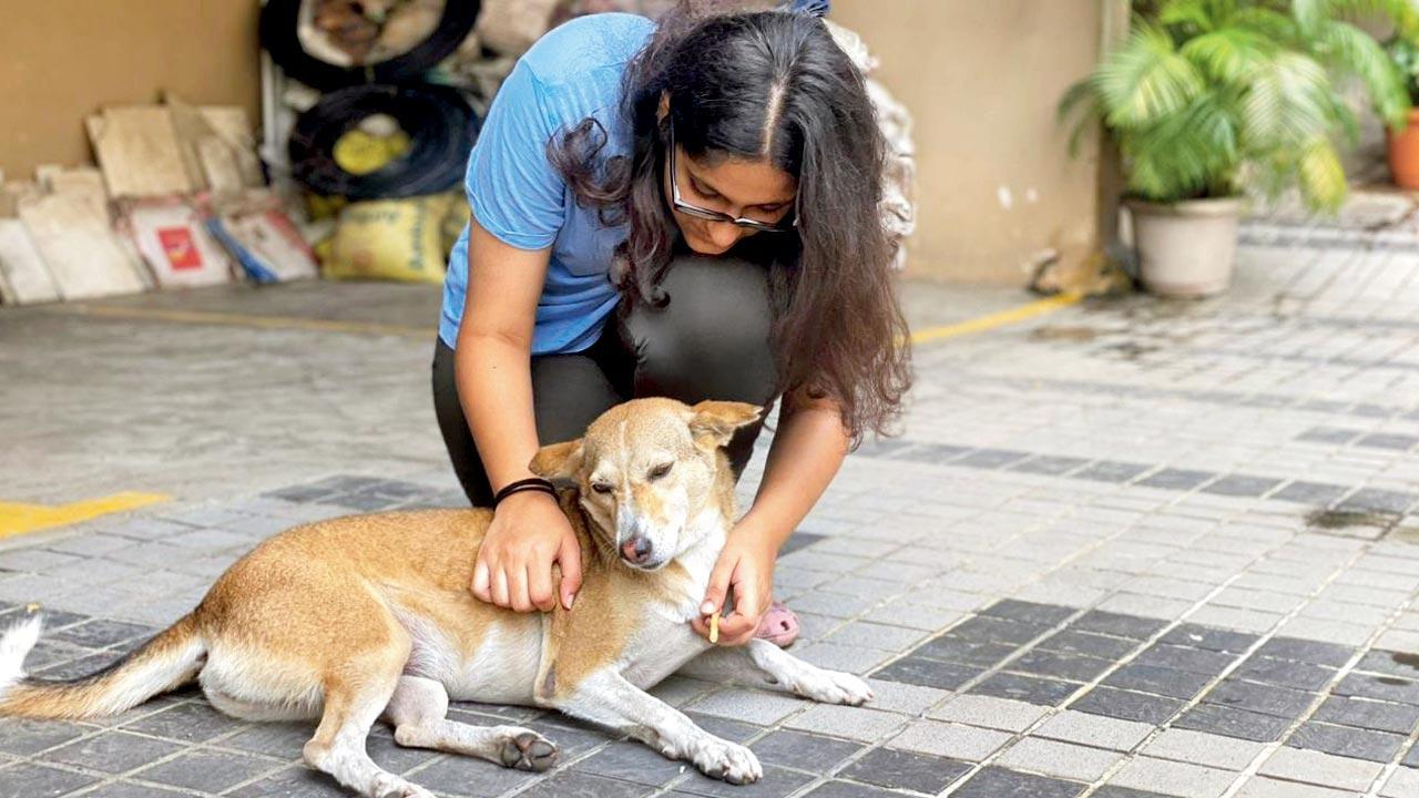 International Dog Day: How this Mumbai teenager is raising awareness about the well-being of stray dogs