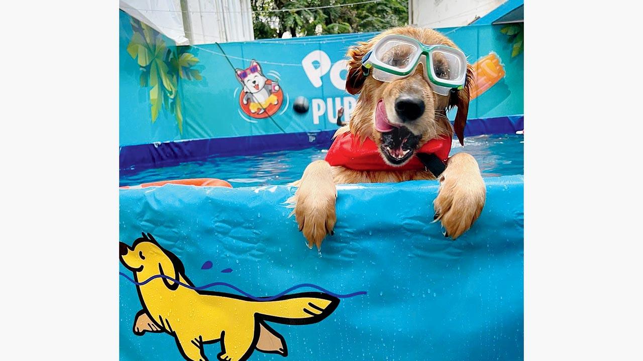 A dog enjoys its time in the pool. Pic courtesy/Instagram
