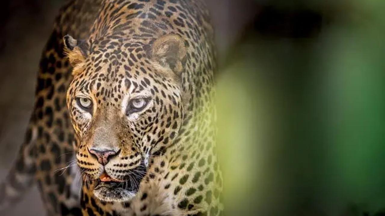 Maharashtra: 15-year-old leopard dies of multiple organ failure