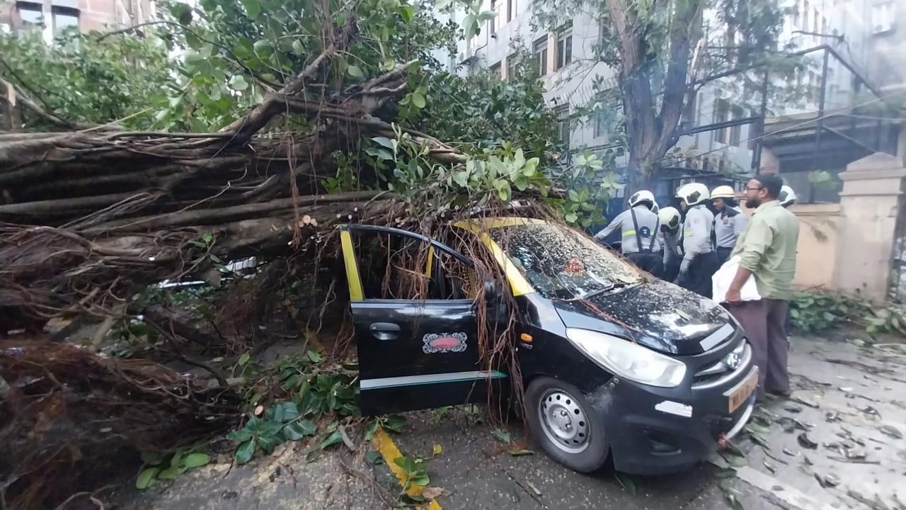 BREAKING: Tree falls on cars in Mumbai's Fort area