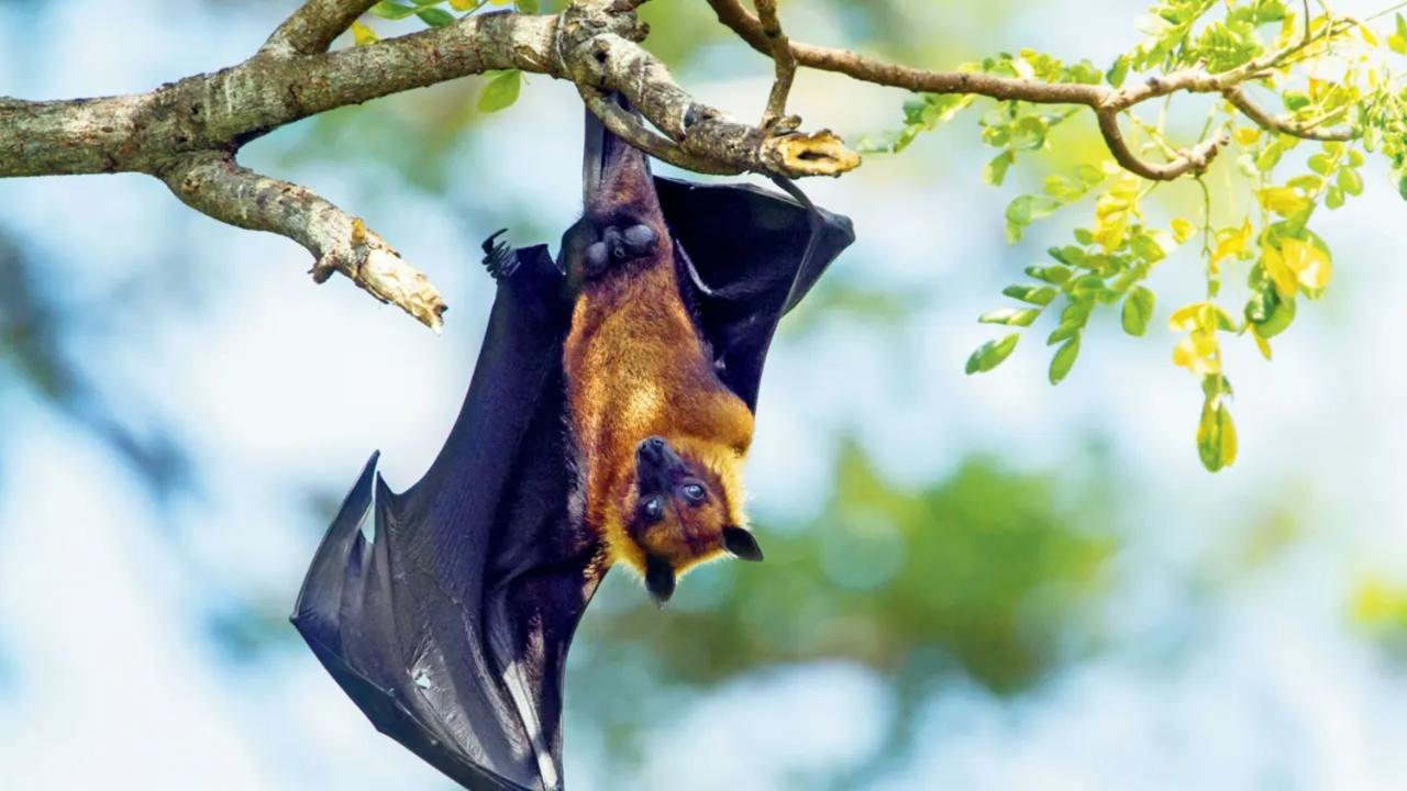 Learn all about bats on International Bat Night at an online webinar by wildlife biologist Rajkumar Patel. Hosted by Greenline Mumbai’s GEnAct Club, Patel will teach participants about the fascinating winged creatures, as well as bust myths and false perspectives about them.
When: SaturdayTime 6 pm to 7.30 pmLog on To linktr.ee/GreenLineMumbai