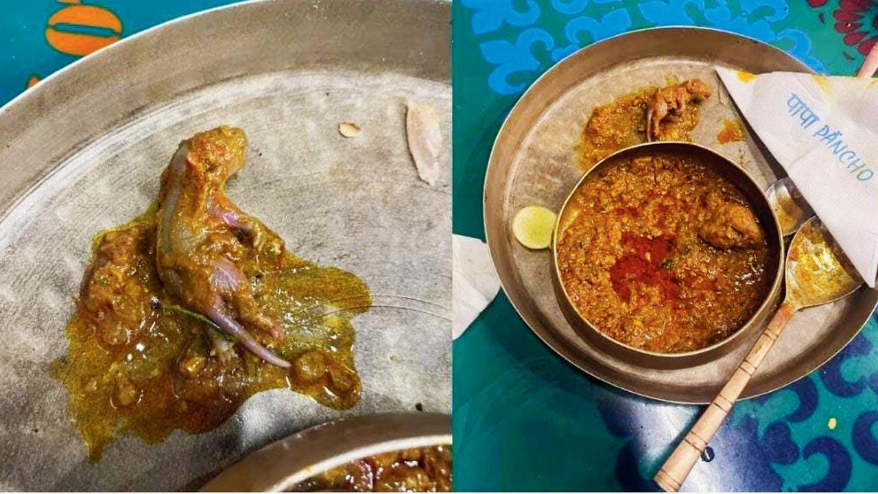 Mumbai: Bandra hotel staff who served rat in chicken curry out on bail