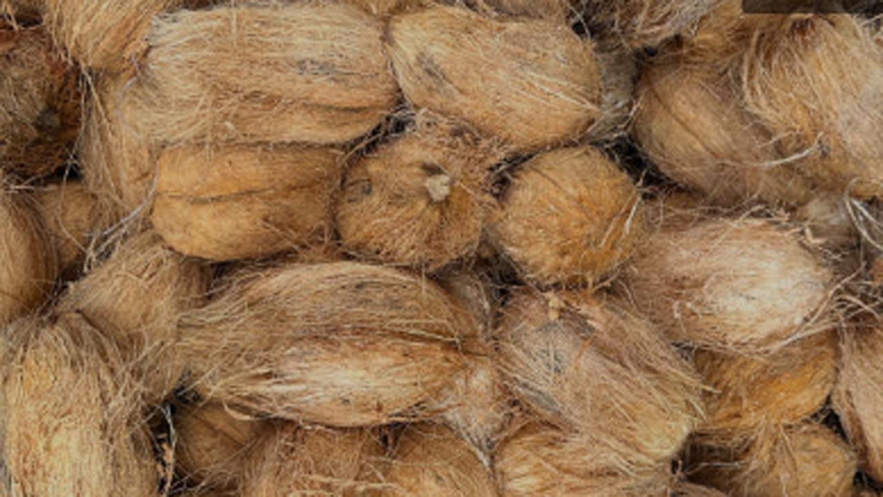 Research by central universities says coconut coir has anti-cancerous qualities