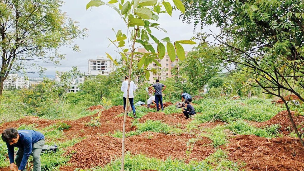 Participants plant trees during a drive