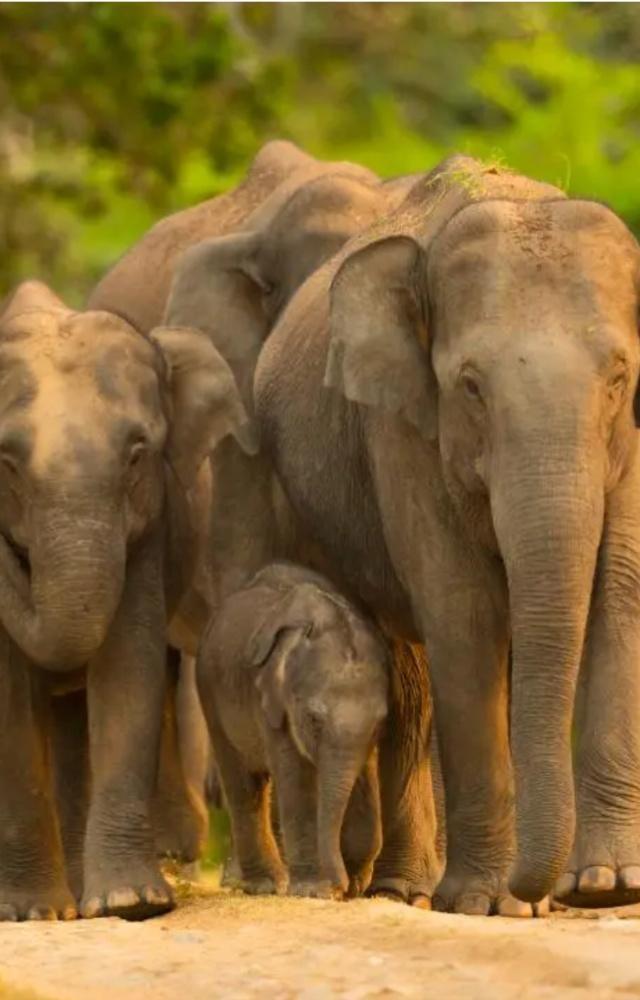 4 books on elephants children must read