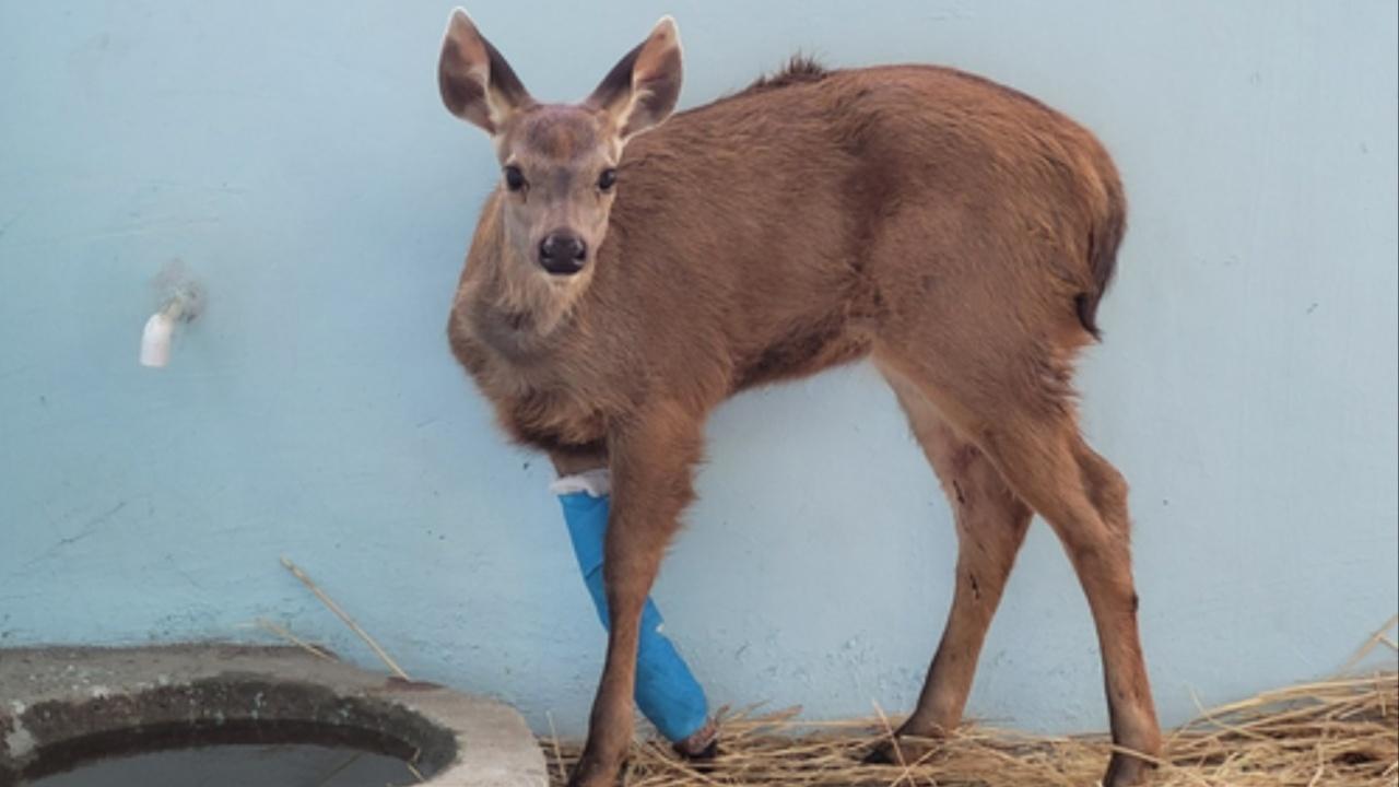 Seven months after surgery, Indian Sambar again frolics in the wild